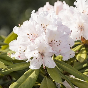 Encore Azalea Autumn Lily